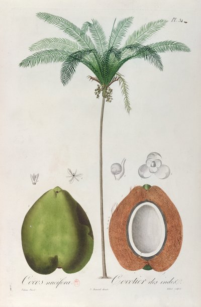 Noix de coco et cocotier (palmier), de 